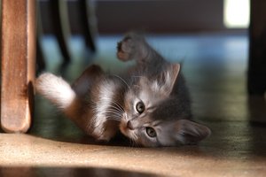 Обои на рабочий стол: котенок, ножка