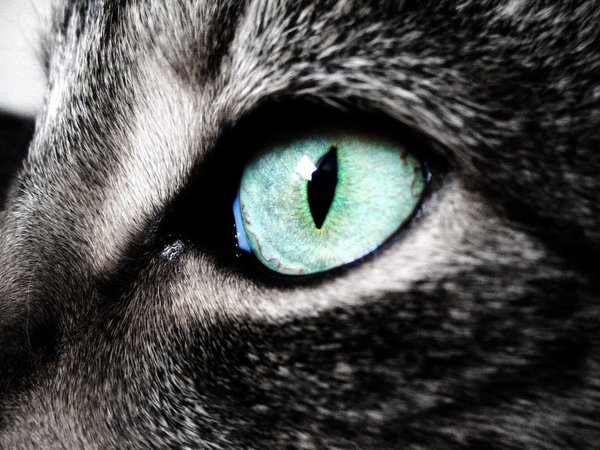 глаз, кошка