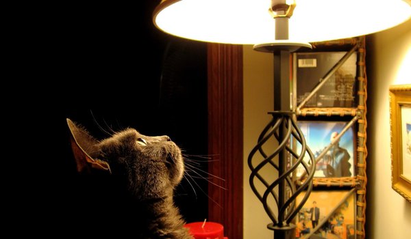 Обои на рабочий стол: кот, свет, торшер