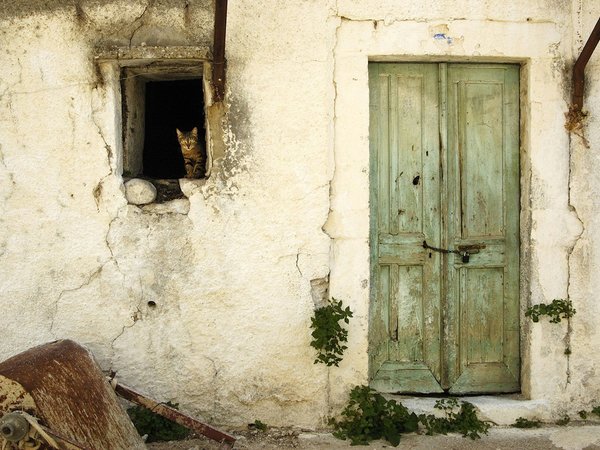 дом, кот, окно, разрушение