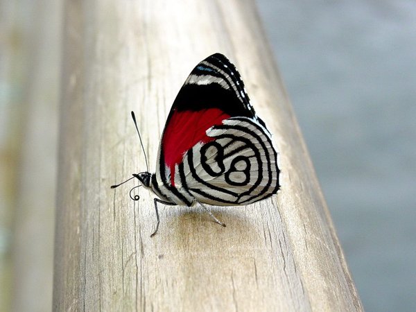 бабочка, дерево, крылья