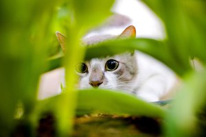 Обои на рабочий стол: кот, трава