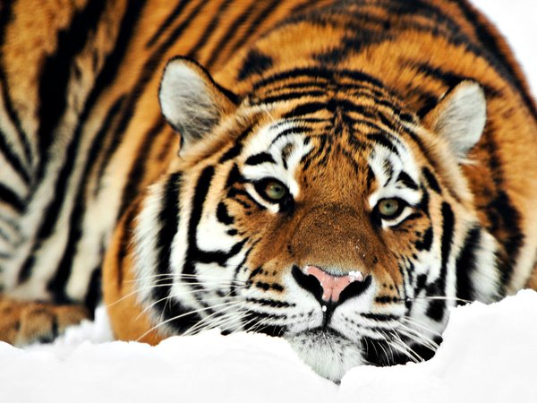 большие кошки, взгляд, снег, тигр
