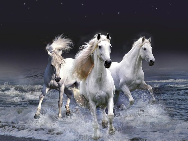 конь, лошадь, море