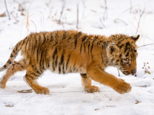 большие кошки, детеныш, снег, тигр, тигрёнок