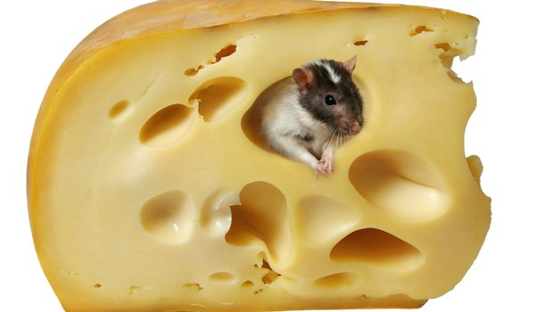 Обои на рабочий стол: мышь, сыр