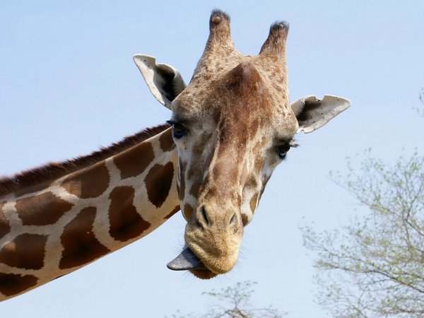 жираф, язык