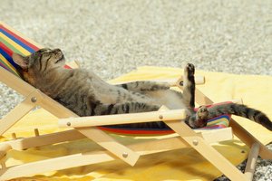 Обои на рабочий стол: кот, отдых, отпуск, шезлонг