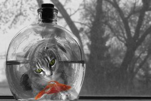 Обои на рабочий стол: бутылка, кот, рыбка