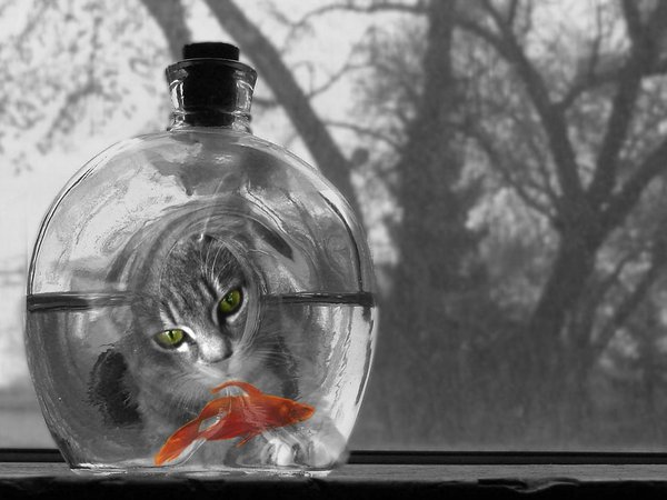 бутылка, кот, рыбка