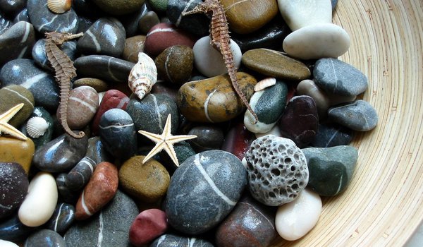 Обои на рабочий стол: камни, морская звезда, морской конек