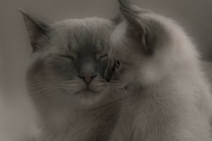 Обои на рабочий стол: котенок, кошка