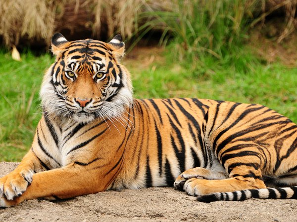 большие кошки, взгляд, тигр