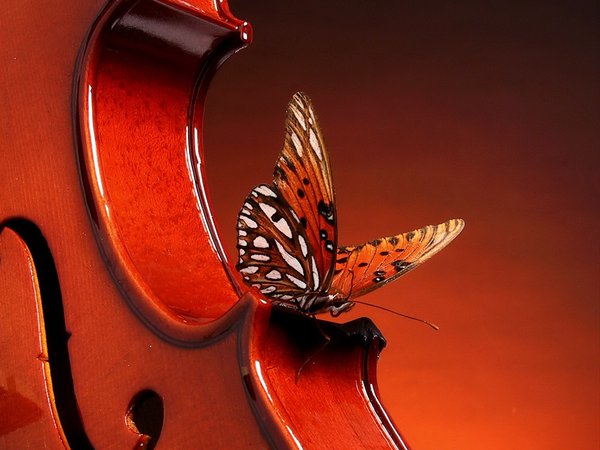 бабочка, скрипка