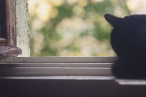 Обои на рабочий стол: кот, окно, черный
