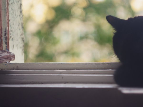 кот, окно, черный