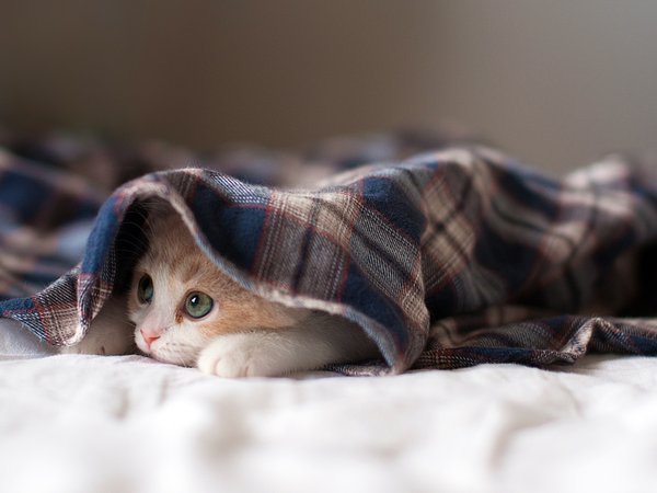 котенок, кровать, одеяло, рыжий