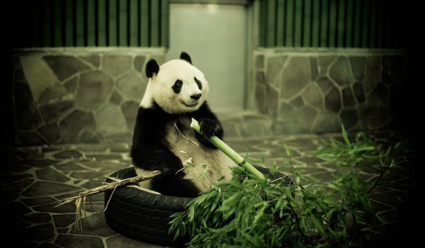 Обои на рабочий стол: бамбук, панда