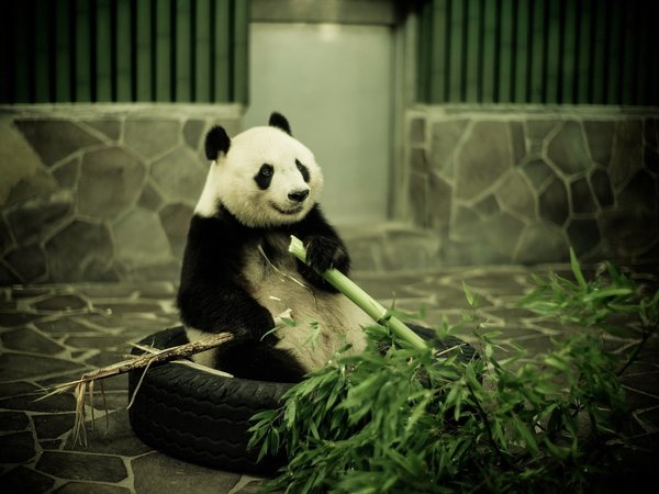 бамбук, панда