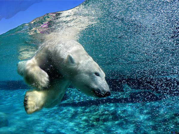 бассейн, белый медведь, ныряние
