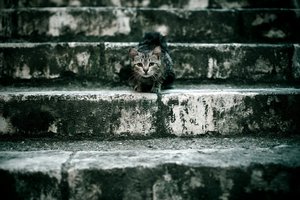 Обои на рабочий стол: кошка, лестница, ступеньки