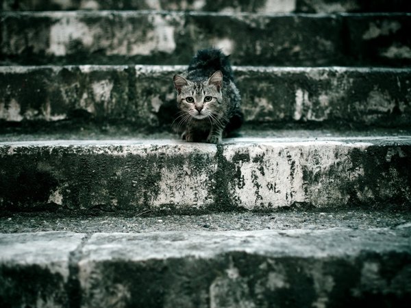 кошка, лестница, ступеньки