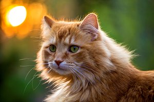Обои на рабочий стол: кот, рыжий