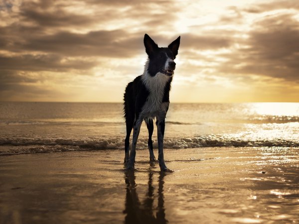 пляж, собака