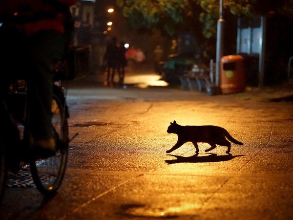 кошка, ночь, силуэт, улица, фонарь