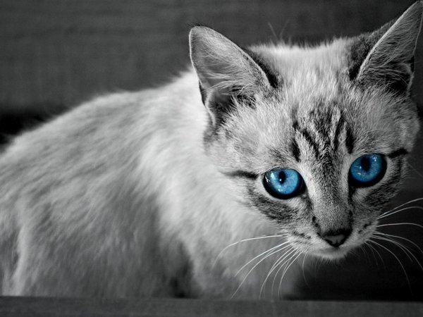 взгляд, глаза, котенок, чёрно-белое