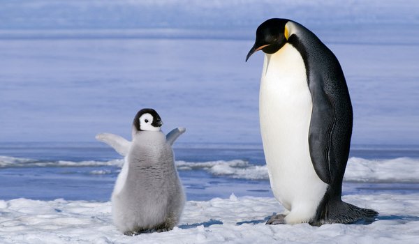 Обои на рабочий стол: лед, пингвин