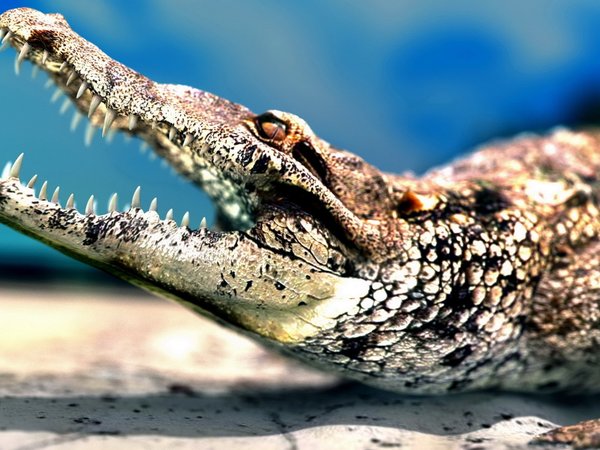 зубы, крокодил