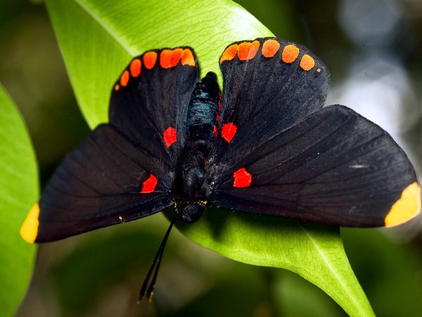 бабочка, крылья, лист