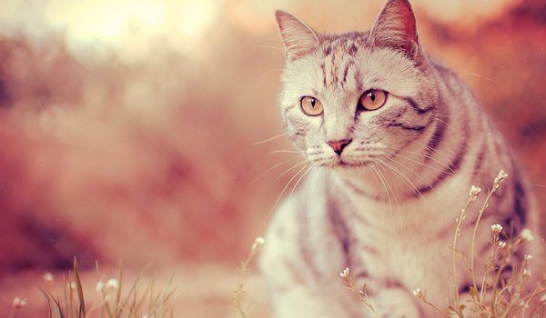 Обои на рабочий стол: кот, свет