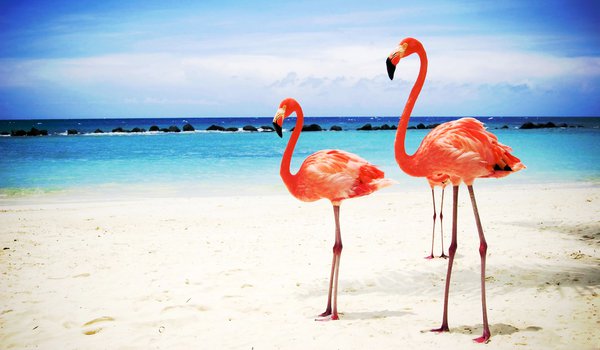 Обои на рабочий стол: песок, пляж, фламинго
