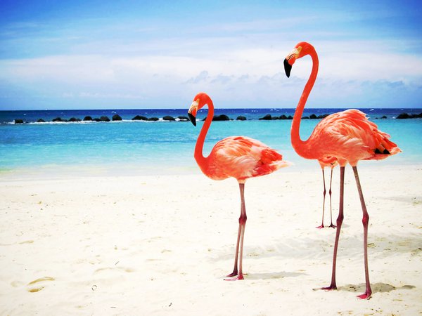 песок, пляж, фламинго