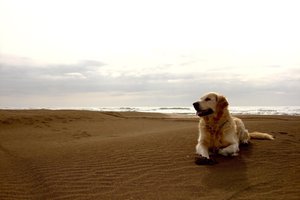 Обои на рабочий стол: песок, пляж, собака
