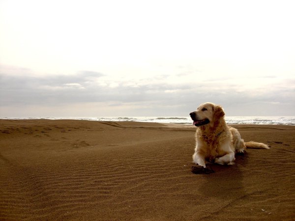 песок, пляж, собака