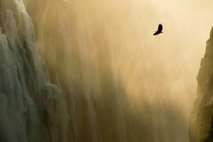 Обои на рабочий стол: водопад, орел