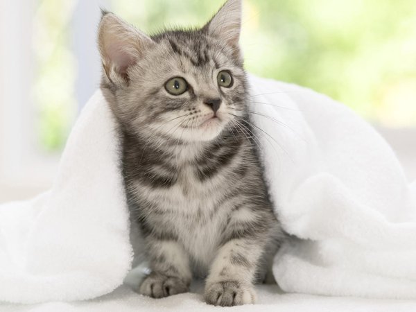 котенок, полотенце