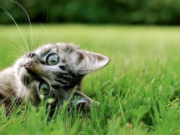 кошка, трава, усы