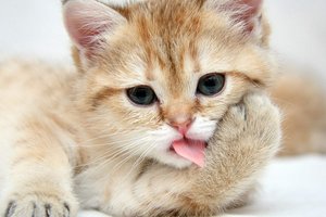 Обои на рабочий стол: котенок