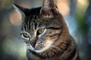 Обои на рабочий стол: кот, усы