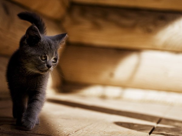 котенок