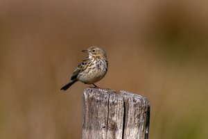 Обои на рабочий стол: луговой конёк, пень, птаха, птица