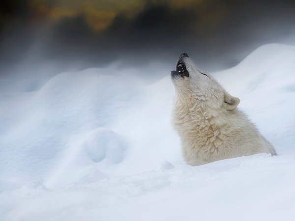 волк, зима, Полярный волк, снег