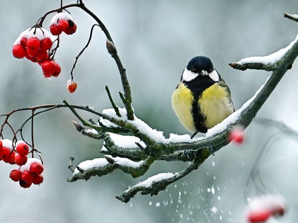 ветки, природа, птица, синица, снег, ягоды