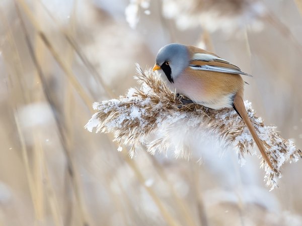 зима, метёлка, природа, птица, снег, трава, усатая синица