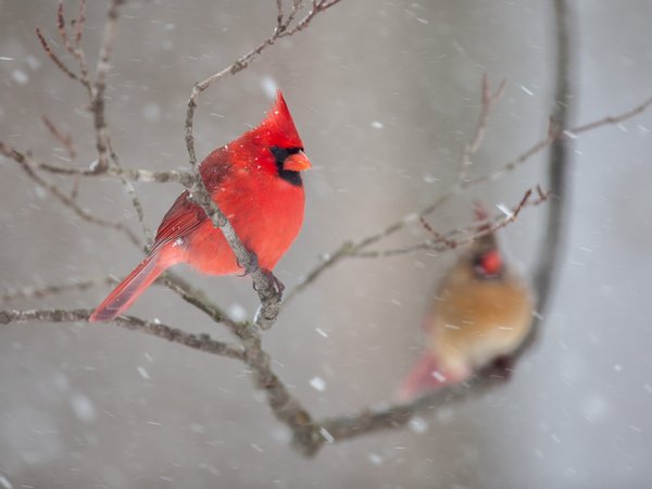 ветки, зима, кардинал, пара, природа, птицы, снег