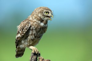 Обои на рабочий стол: пень, птица, хищник